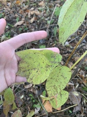 Desmodium cuspidatum
