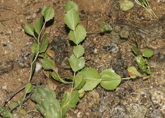 Acourtia nana