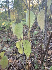 Desmodium cuspidatum