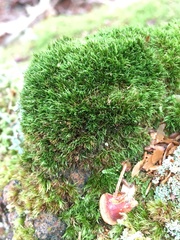 Dicranum flagellare