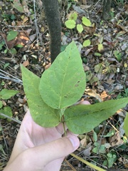 Desmodium cuspidatum