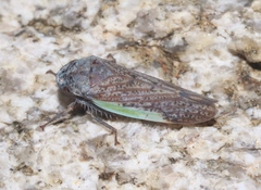 Hamana gelbata