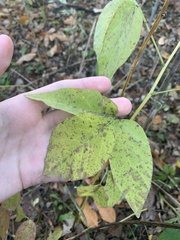 Desmodium cuspidatum