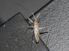 Phytocoris squamosus