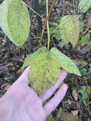 Desmodium cuspidatum