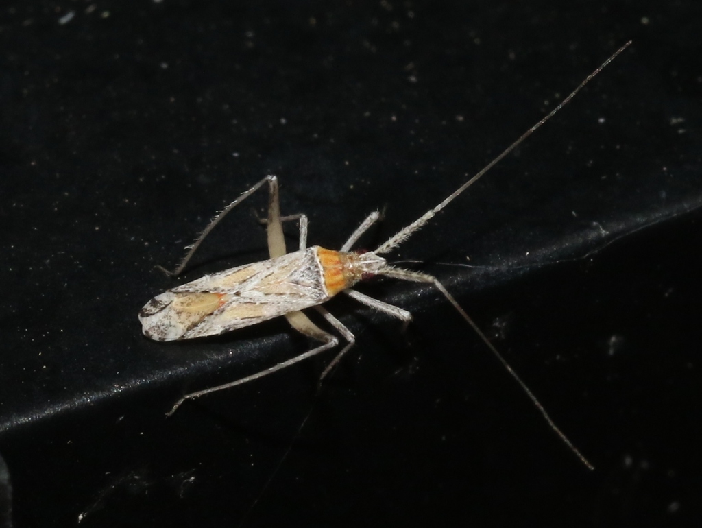 Phytocoris squamosus