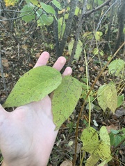 Desmodium cuspidatum