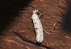 Xylesthia albicans