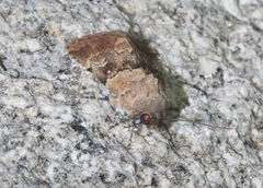 Properigea continens