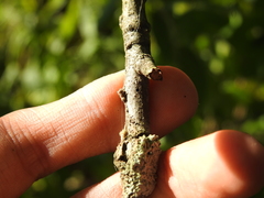 Callirhytis medularis