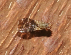 Trixoscelis polita