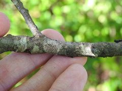 Callirhytis medularis