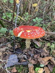 Amanita muscaria