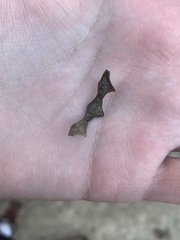 Desmodium cuspidatum