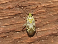 Taedia marmorata