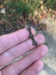 Desmodium cuspidatum