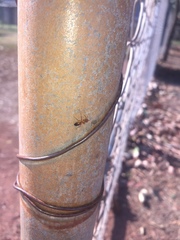 Opisthopsis
