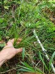 Carex imbecilla