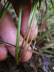Carex imbecilla