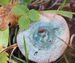 Lactarius semisanguifluus
