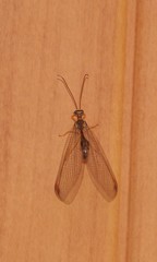 Nymphes modesta