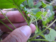 Asphondylia eupatorii