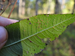 Puccinia verbesinae