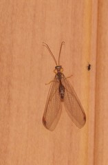 Nymphes modesta