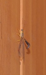 Nymphes modesta