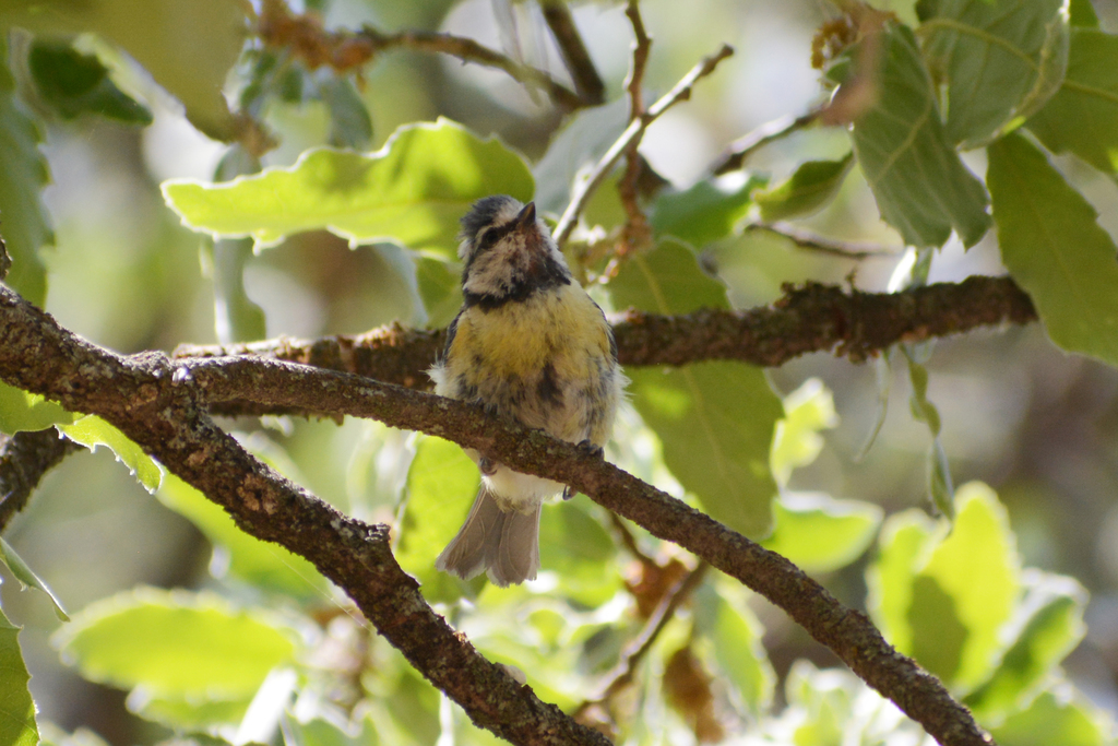 Eurasian Blue Tit