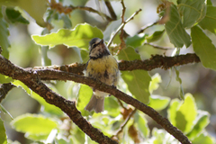 Cyanistes caeruleus persicus