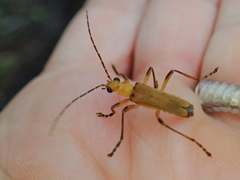 Chauliognathus cinguliventris