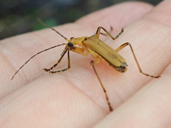 Chauliognathus cinguliventris