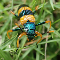 Strongylium simplicipes