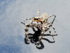 Platycryptus