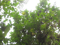 Dyssochroma longipes