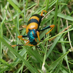 Strongylium simplicipes