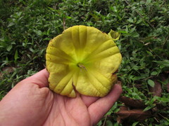 Dyssochroma longipes