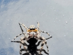 Platycryptus