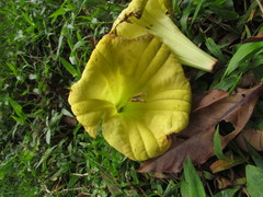 Dyssochroma longipes
