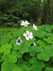 Oxalis linarantha