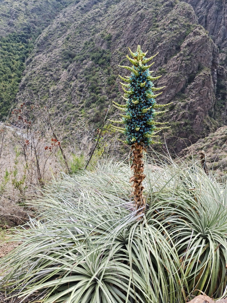 Puya alpestris, Requinoa, O'Higgins, Chile
