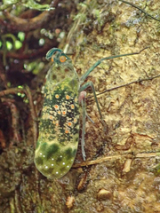 Enchophora sanguinea