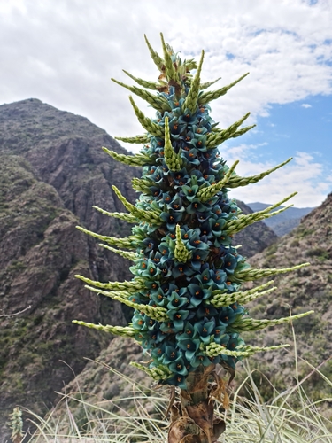 Puya alpestris