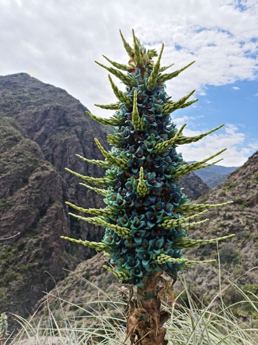 Puya alpestris