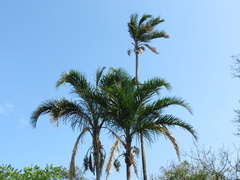 Syagrus oleracea