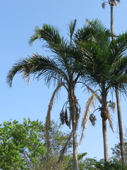 Syagrus oleracea