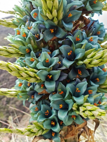 Puya alpestris
