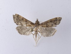 Proternia philocapna