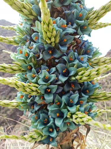 Puya alpestris